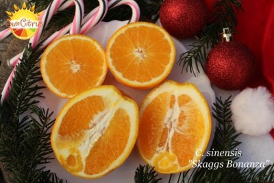 C. sinensis Skaggs Bonanza2 - 